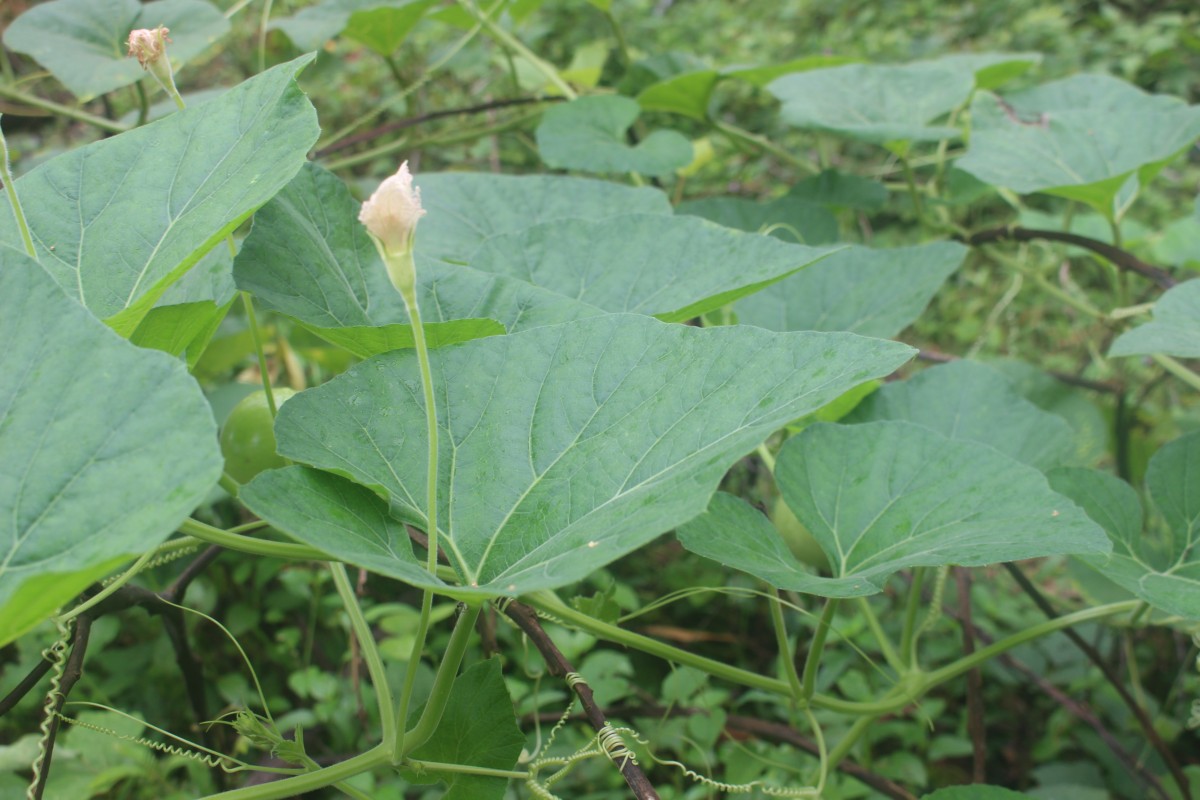 Lagenaria siceraria (Molina) Standl.